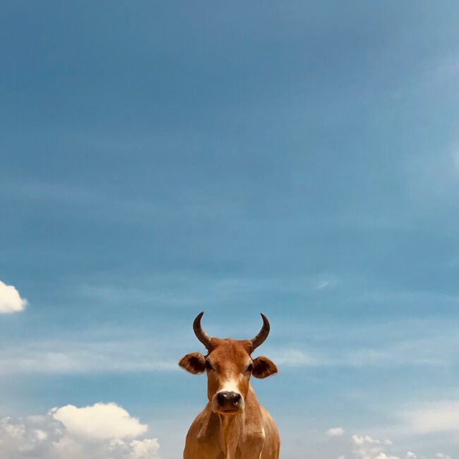 brown cow under blue sky during daytime